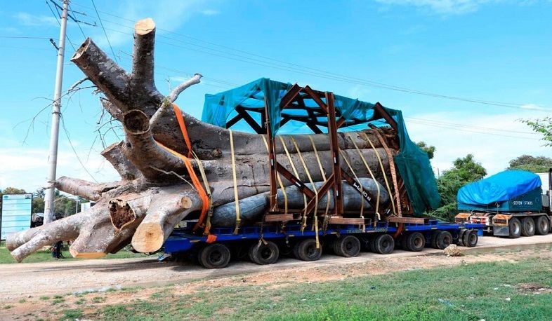 President Ruto Lifts Logging Ban